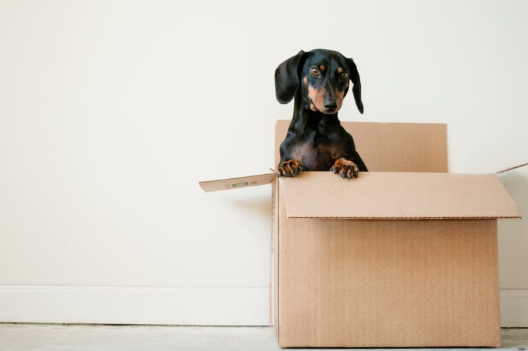 Chartered Surveyors Cardiff