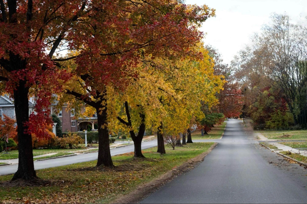 Residential street lined with colourful autumn trees